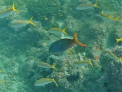 Cephalopholis colonus