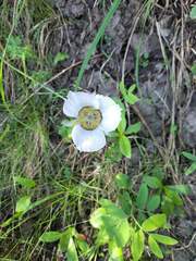Calochortus gunnisonii