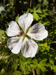 Geranium richardsonii