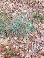 Cymbopogon refractus