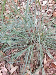 Cymbopogon refractus