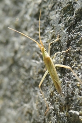 Megaloceroea recticornis