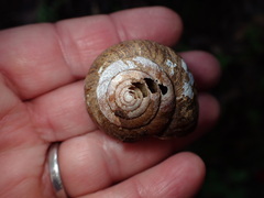 Helminthoglypta arrosa