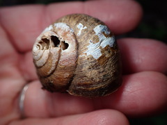 Helminthoglypta arrosa