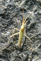 Megaloceroea recticornis