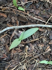 Platanthera transversa