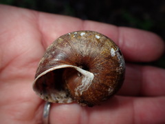 Helminthoglypta arrosa