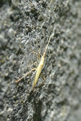 Megaloceroea recticornis