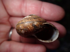 Helminthoglypta arrosa