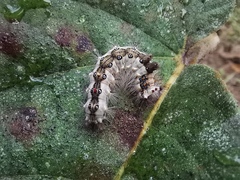 Lymantriinae