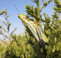 Hesperotettix viridis