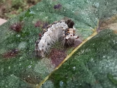 Lymantriinae