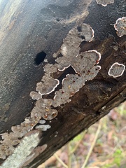 Stereum sanguinolentum