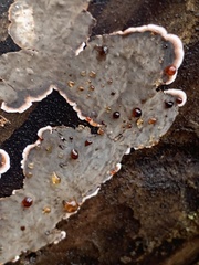 Stereum sanguinolentum