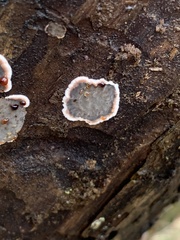 Stereum sanguinolentum