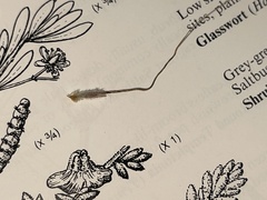 Austrostipa bigeniculata