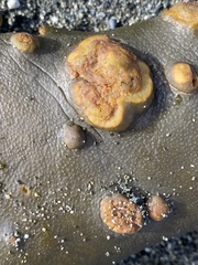 Herpodiscus durvilleae