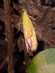 Gymnobathra flavidella