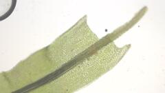 Atrichum undulatum