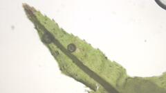 Atrichum undulatum