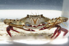 Achelous spinimanus