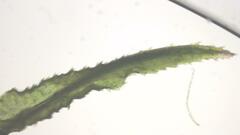 Atrichum undulatum
