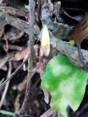 Gymnobathra flavidella