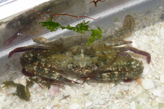 Achelous spinimanus