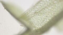 Atrichum undulatum