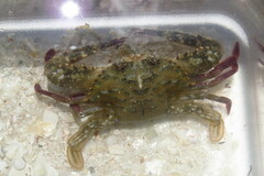 Achelous spinimanus