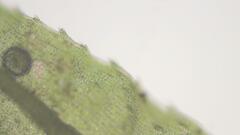 Atrichum undulatum