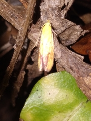 Gymnobathra flavidella