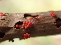Nectria cinnabarina