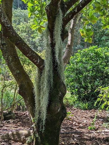 Une autre photo de Spanish moss