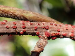 Nectria cinnabarina