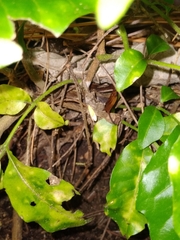 Gymnobathra flavidella