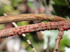 Nectria cinnabarina