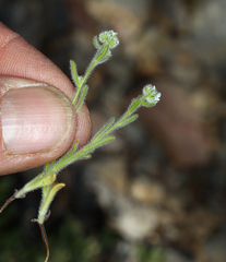 Cryptantha gracilis
