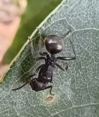 Polyrhachis phryne
