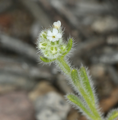 Cryptantha gracilis