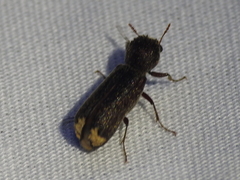 Amphicerus bicaudatus