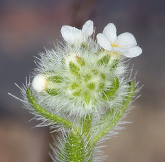 Cryptantha gracilis