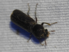 Amphicerus bicaudatus