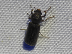 Amphicerus bicaudatus