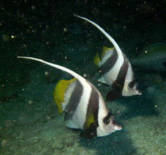 Heniochus acuminatus
