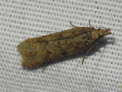 Dichomeris ligulella