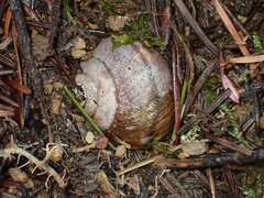 Helminthoglypta nickliniana