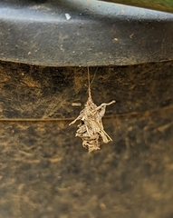 Brachycyttarus griseus