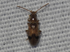 Notoxus monodon