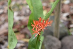 Scadoxus